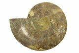 Cut & Polished Ammonite Fossil (Half) - Madagascar #291878-1